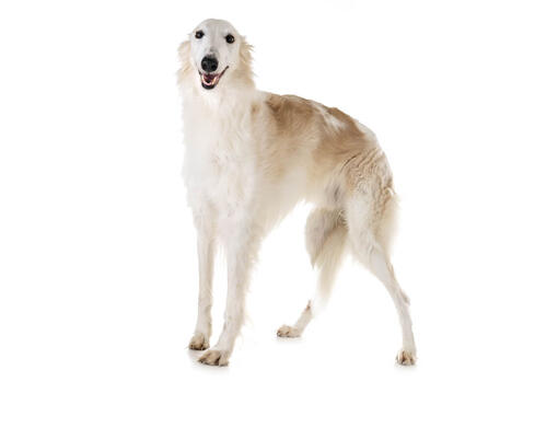 How fast can 2024 a borzoi run